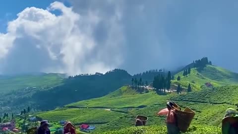 Kanyam Located in the illam district of Nepal
