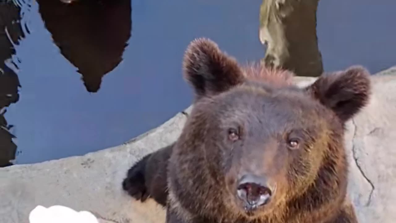 Wildlife