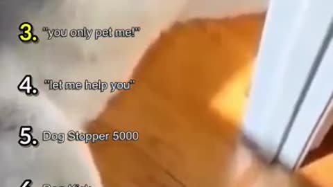 Trending: Ranking The Funniest Dog Videos