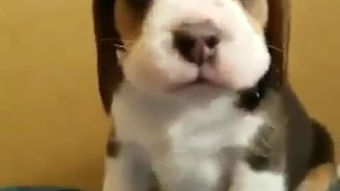 funny animals