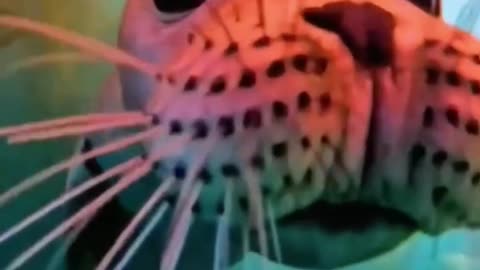 funny ocean life