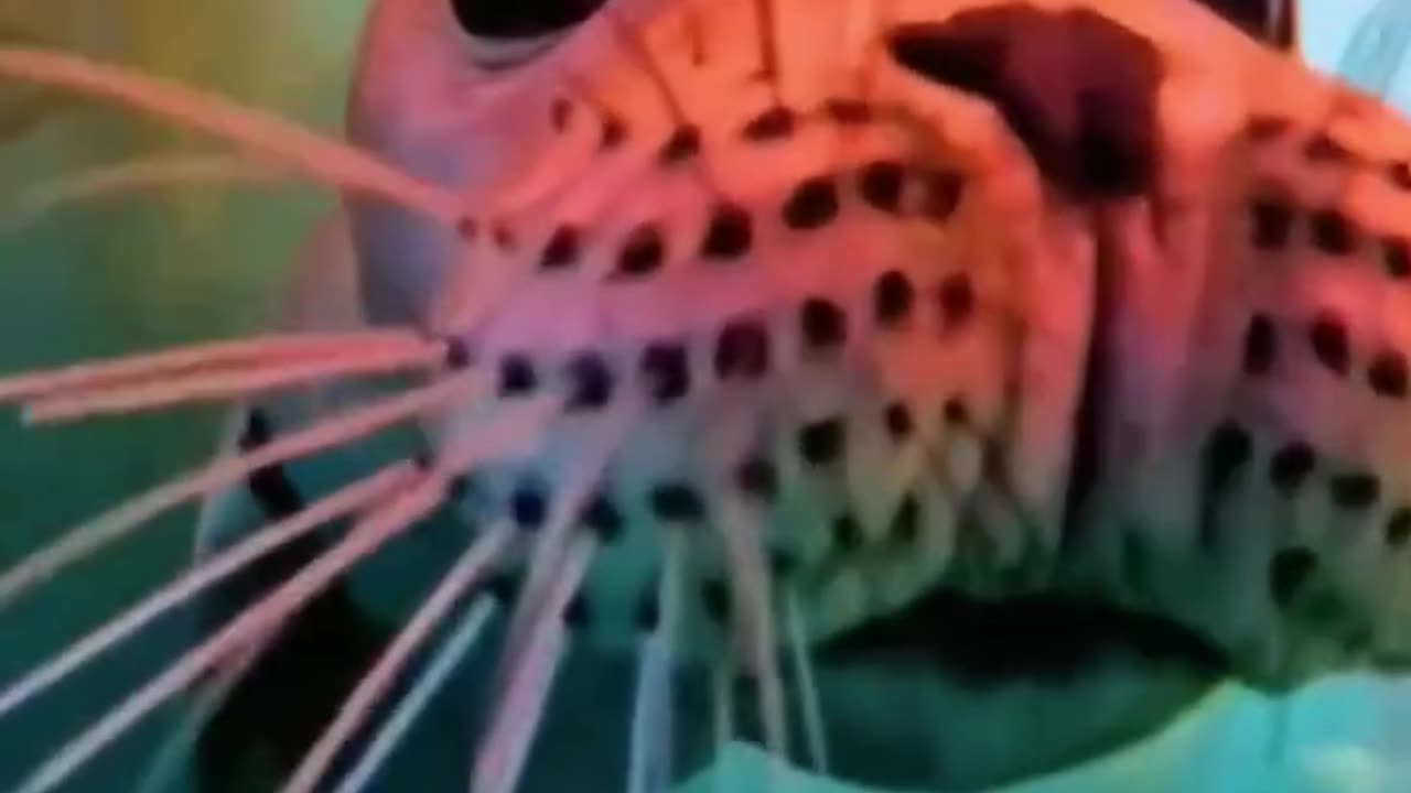 funny ocean life