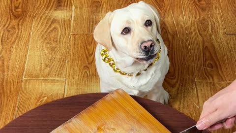 这狗子也太挑食了，“肥肉”都不吃 This dog is too picky eater and doesn't even eat “fat meat”