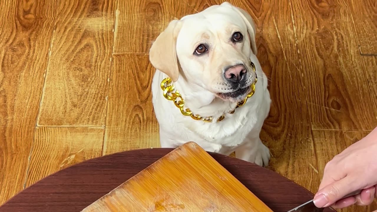 这狗子也太挑食了，“肥肉”都不吃 This dog is too picky eater and doesn't even eat “fat meat”