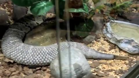 Tropical Rattlesnake at San Juan de Aragon Zoo in Mexico City