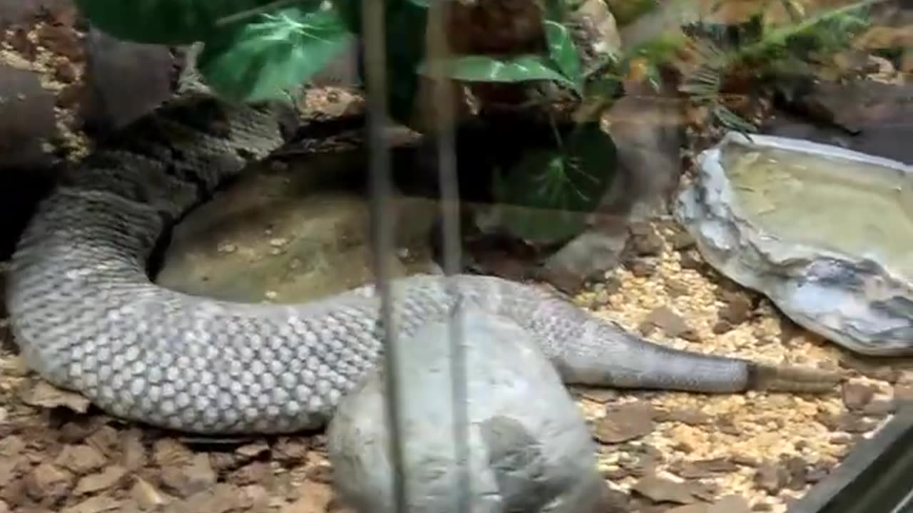 Tropical Rattlesnake at San Juan de Aragon Zoo in Mexico City