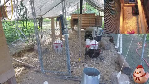 Chicken Live Stream