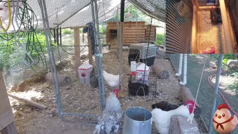 Chicken Live Stream