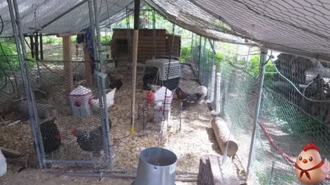 Chicken Live Stream