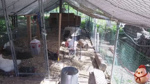Chicken Live Stream
