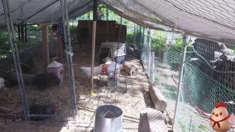 Chicken Live Stream