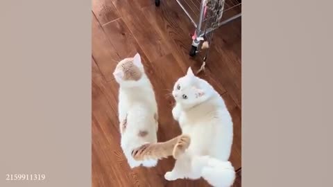 Cats use 100 cuteness 😹 Funny Cats Videos