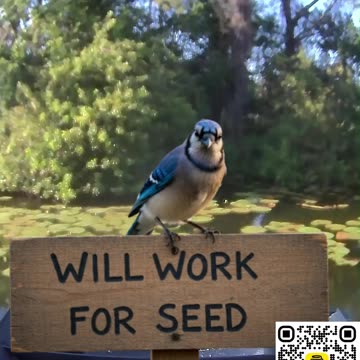 Will Work For Seed