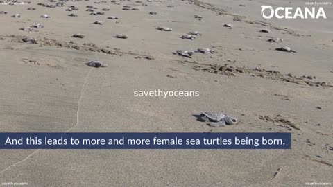 Sea Turtles Threatened By Rising Temperatures Oceana