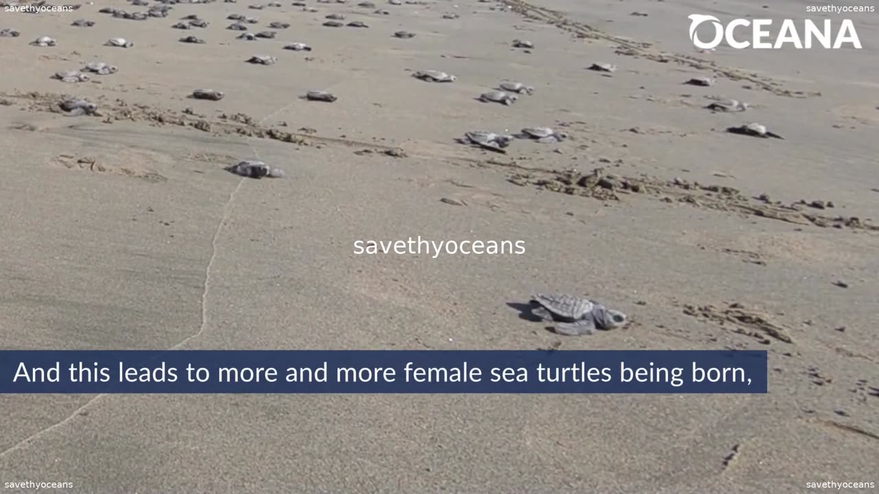 Sea Turtles Threatened By Rising Temperatures Oceana