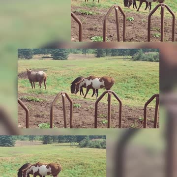 Three Gentle Giants in the Meadow