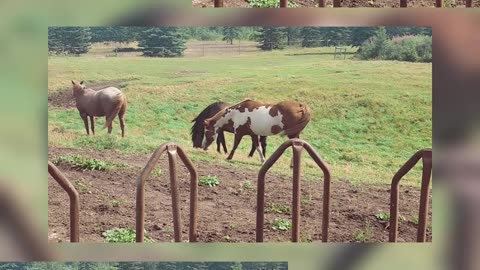 Three Gentle Giants in the Meadow