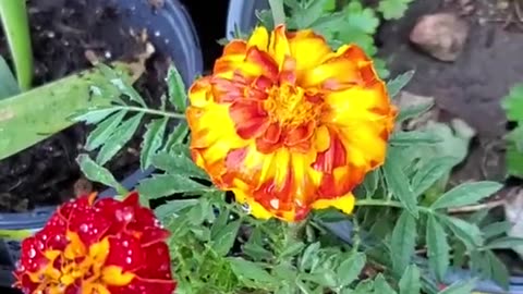Flower I found in the Sidewalk - Archive 10/07/2023