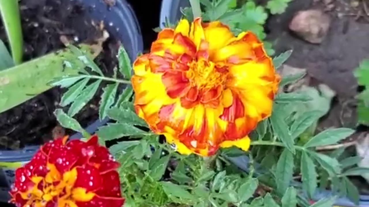 Flower I found in the Sidewalk - Archive 10/07/2023