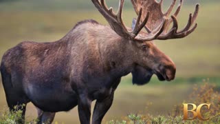 Driver killed, passenger hurt after crashing into moose near Denali National Park