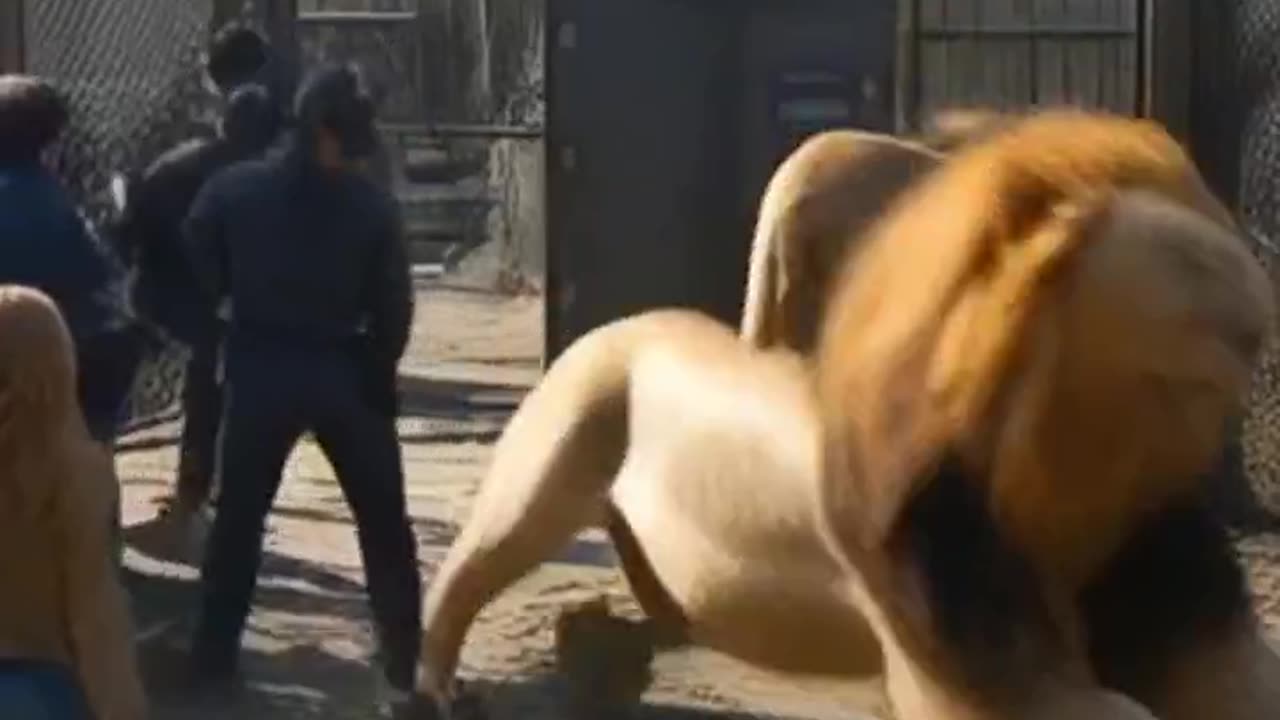 Real-Life Horror: When a Tiger Strikes Back at the Zoo! 🐅⚠️ #youtubeshorts #nature #cute #youtube