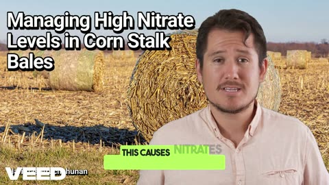 Hidden Danger in Your Feed: Managing High Nitrate Levels in Corn Stalk Bales