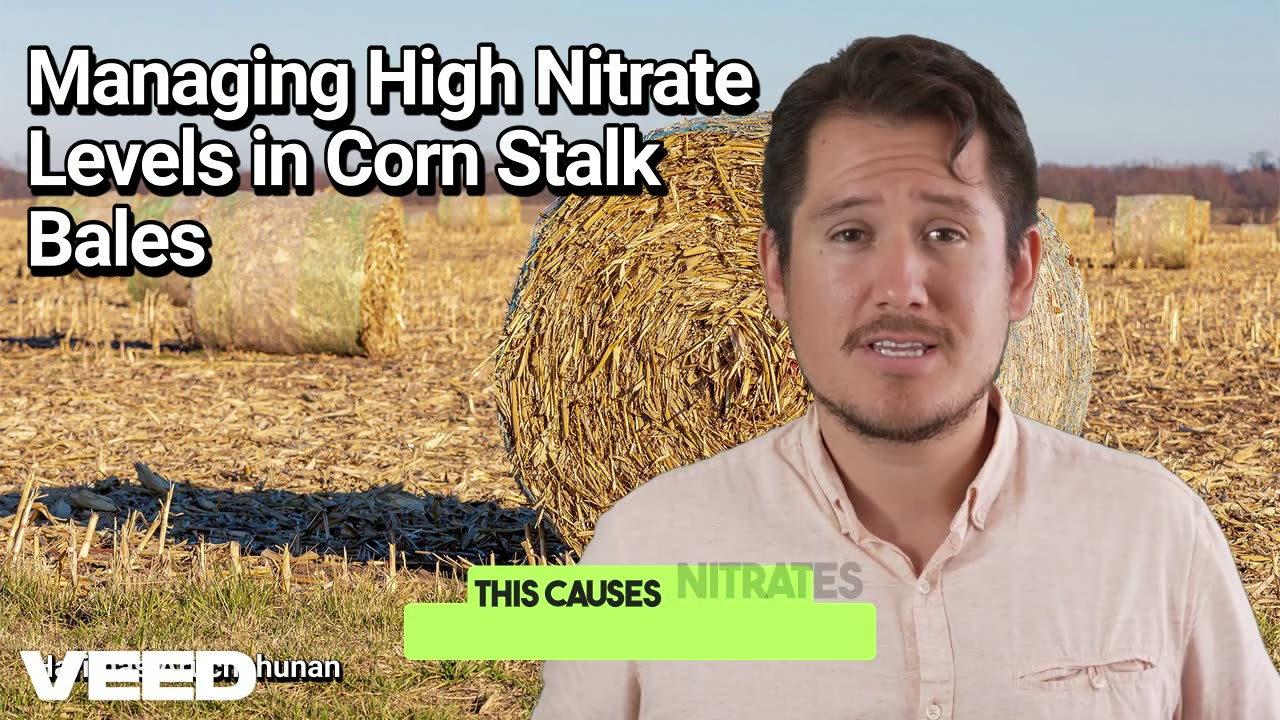 Hidden Danger in Your Feed: Managing High Nitrate Levels in Corn Stalk Bales