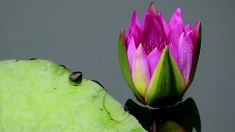 TIMELAPSE Lotus Flower Blooming