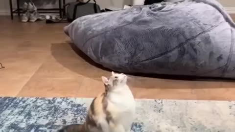 Try Not to Smile Watching This 🐱💤