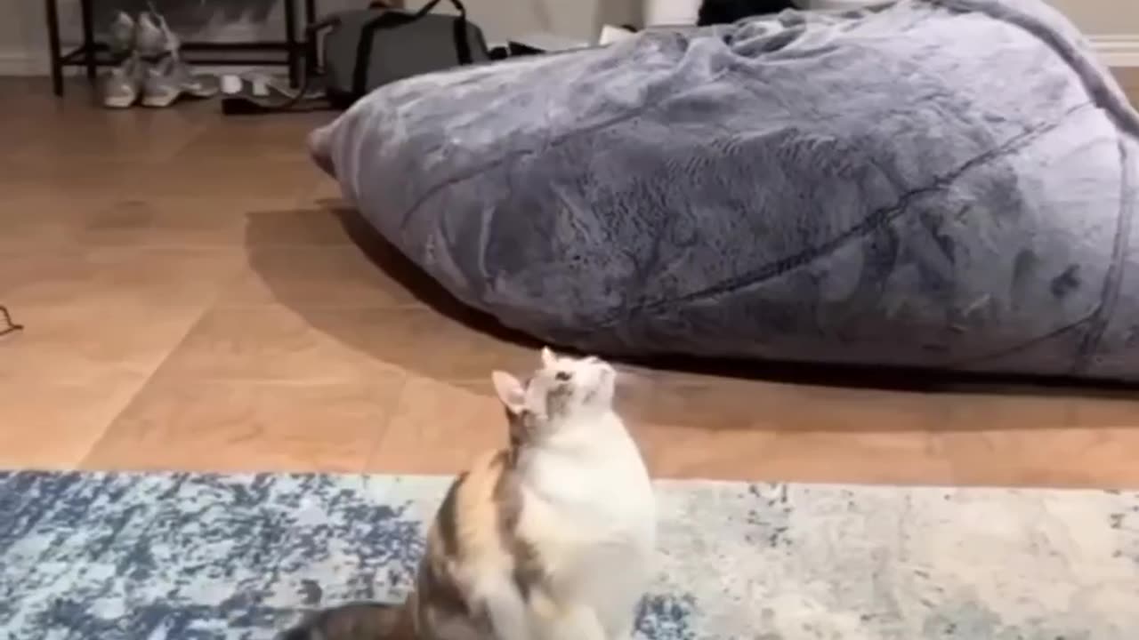 Try Not to Smile Watching This 🐱💤
