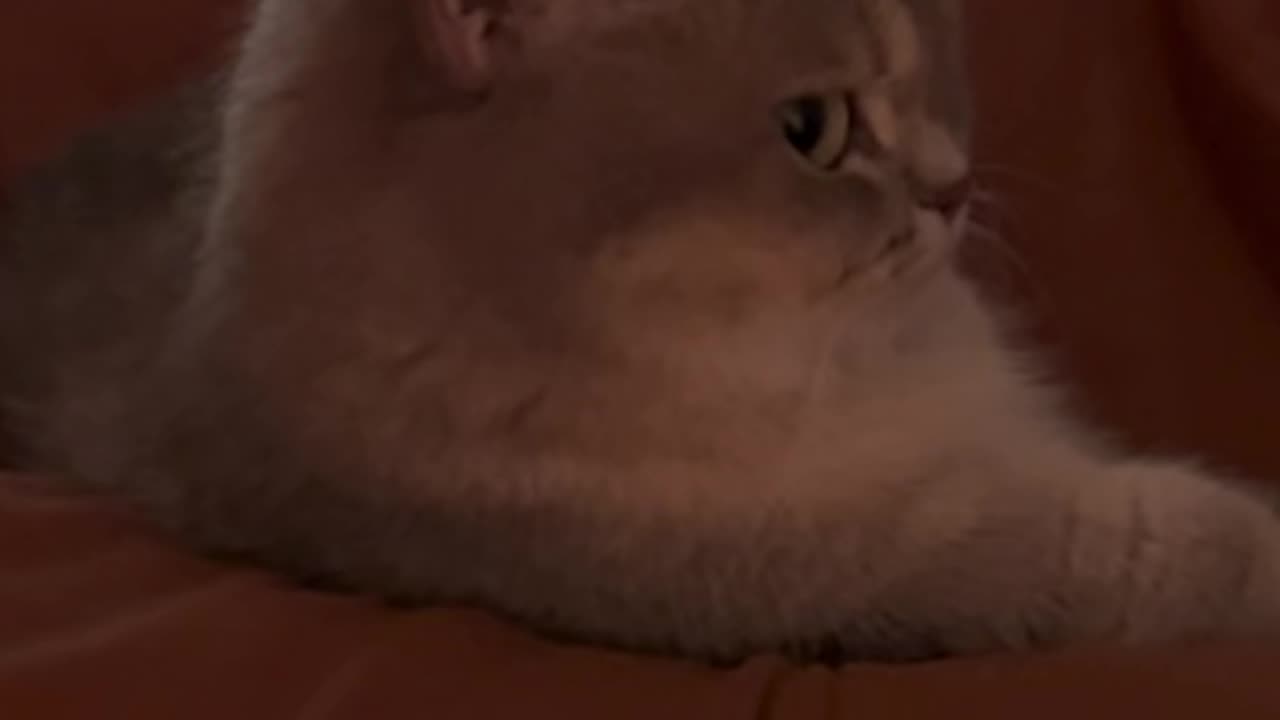 "Bombastic side eye"