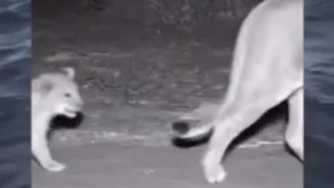Funny animals videos