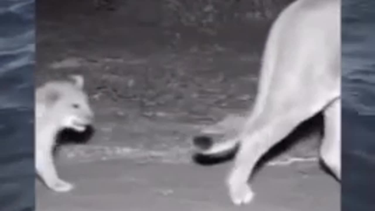 Funny animals videos