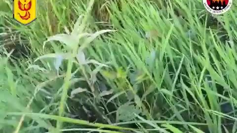 🐕💥 Myanmar War | PDF Forces Attack Military Dogs & Drone Bomb Reinforcements in Sagaing | RCF
