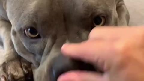 pov pitbull named destroyer