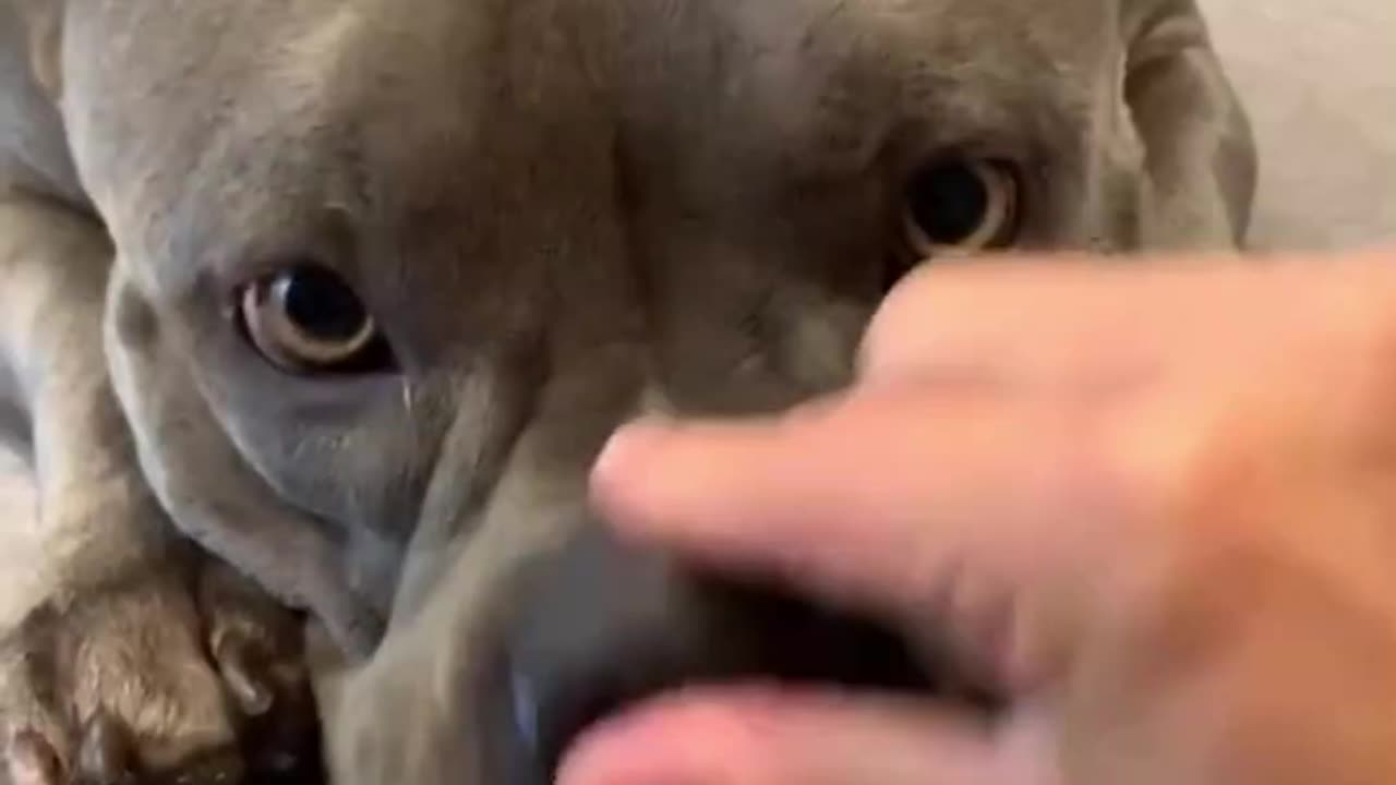 pov pitbull named destroyer