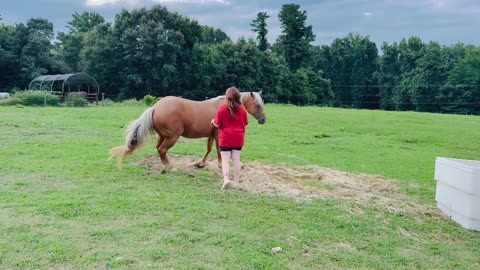 Horse Can’t Get Enough Scratchies