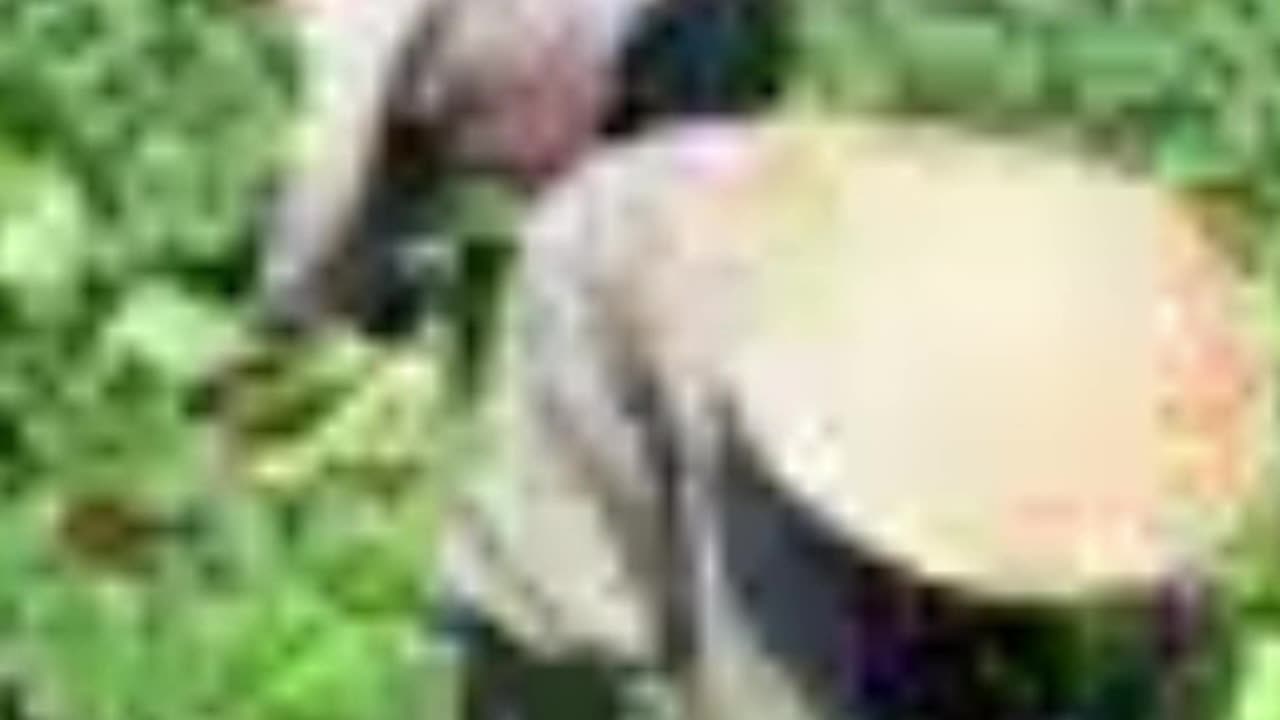 fuente de bamboo 1 ‐ Feito com o Clipchamp.mp4