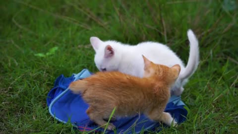 Cats Playing
