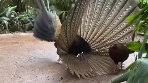 A male Pheasant is trying to impress her but she is not impressed! 🦃