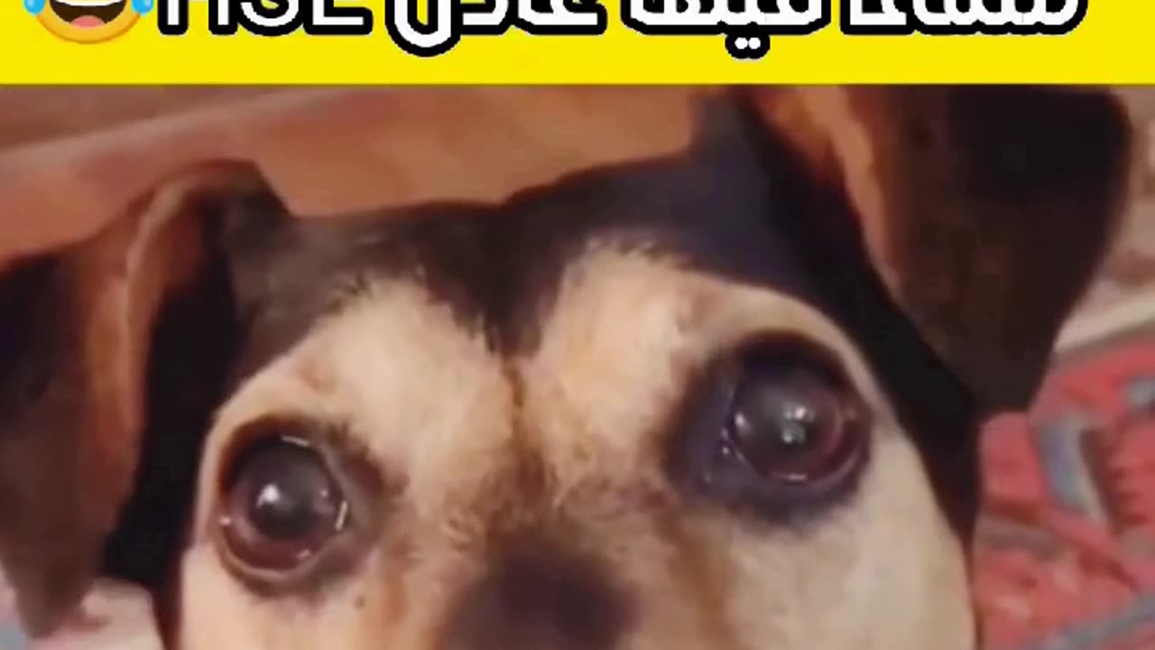 طاكي عادل قوليه تشرات ليك HSE🤣