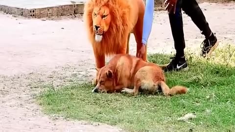 Dog prank