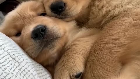 puppies
