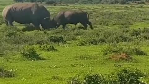🤯✨ Rhino vs Buffalo: Who Wins This Wild Encounter? | FeedMyCuriosity