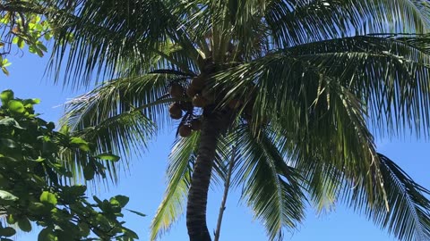 Getting coconuts