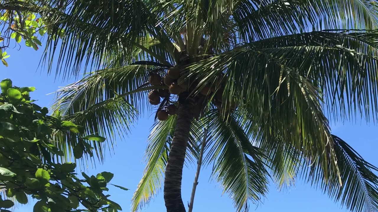 Getting coconuts