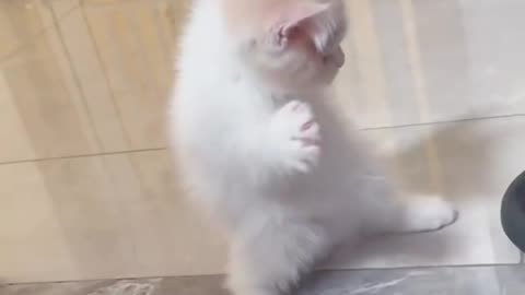 Baby cat