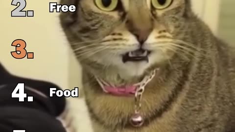 ranking best cat freakouts