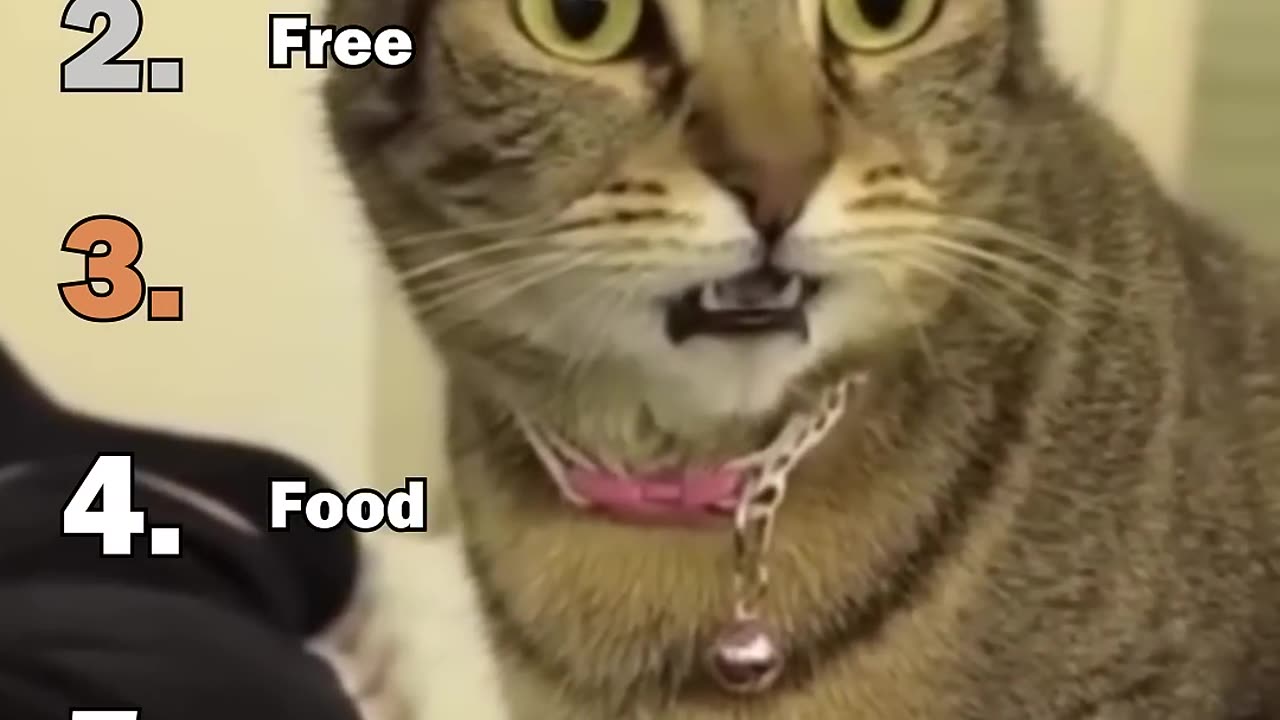 ranking best cat freakouts