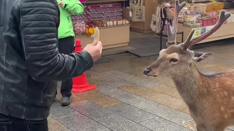 We were in Japan when a deer bowed to my friend before taking a cake...